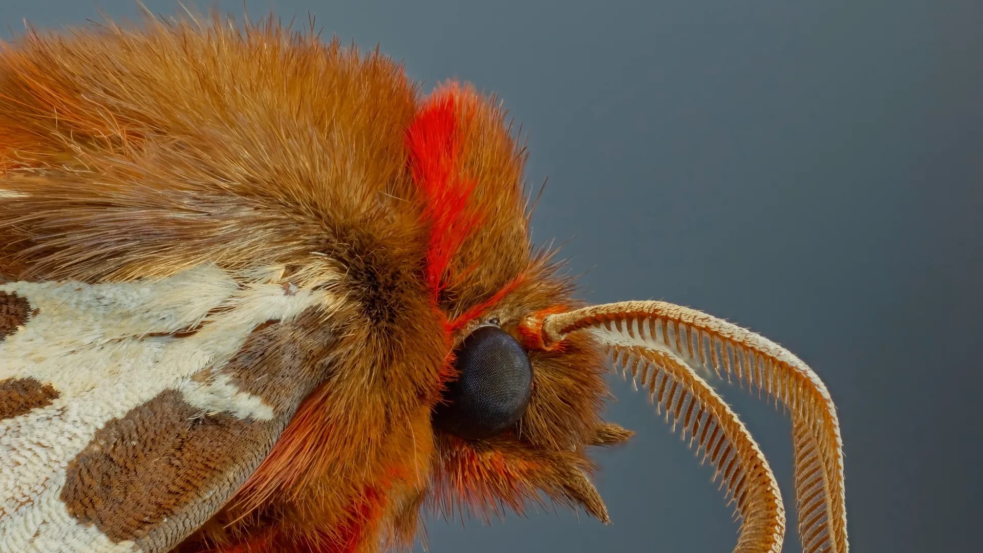 Ein gestochen scharfer Mottenkopf mit gefiederter Antenne.