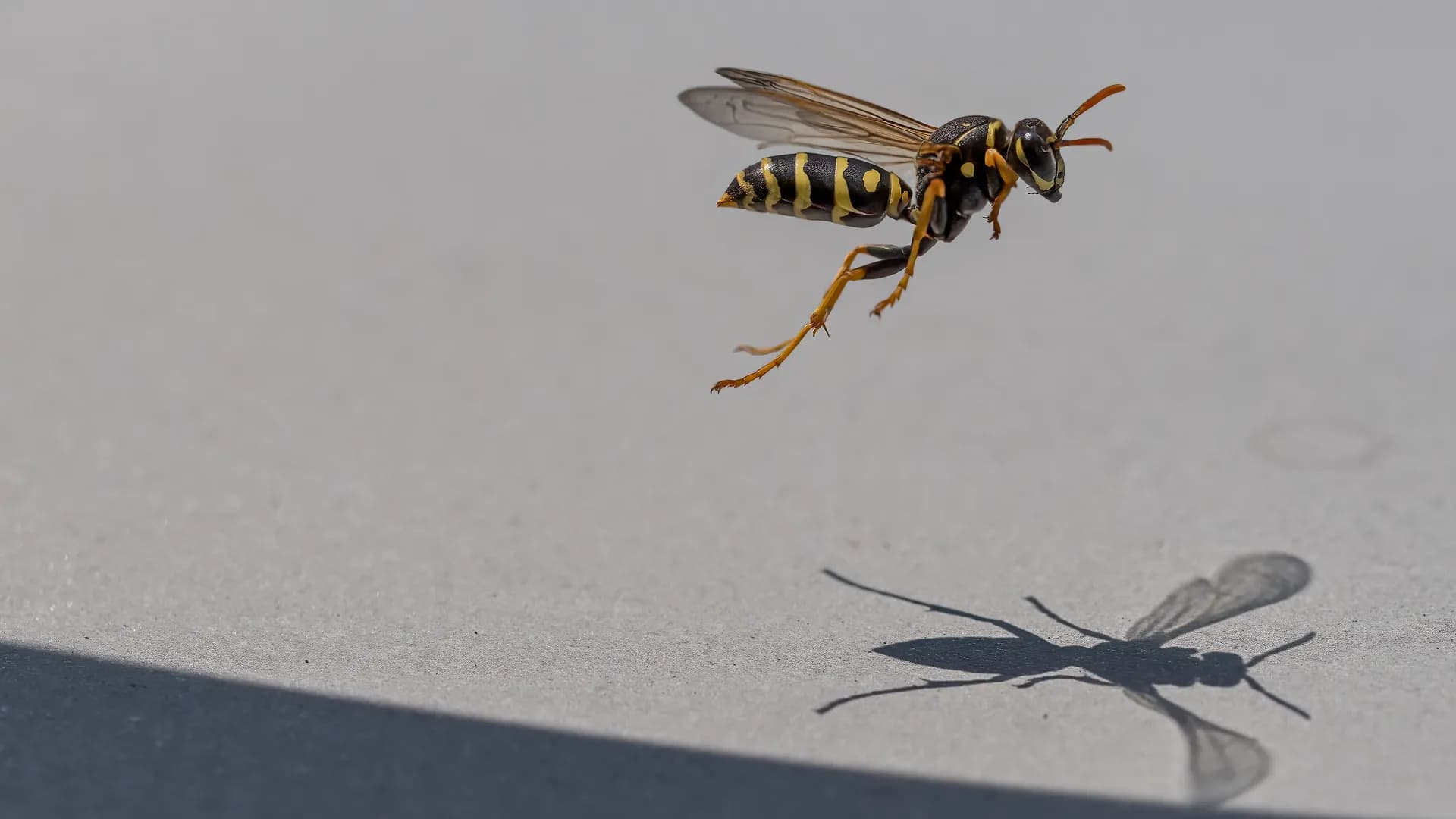 A wasp taking off, casting a graphic shadow.