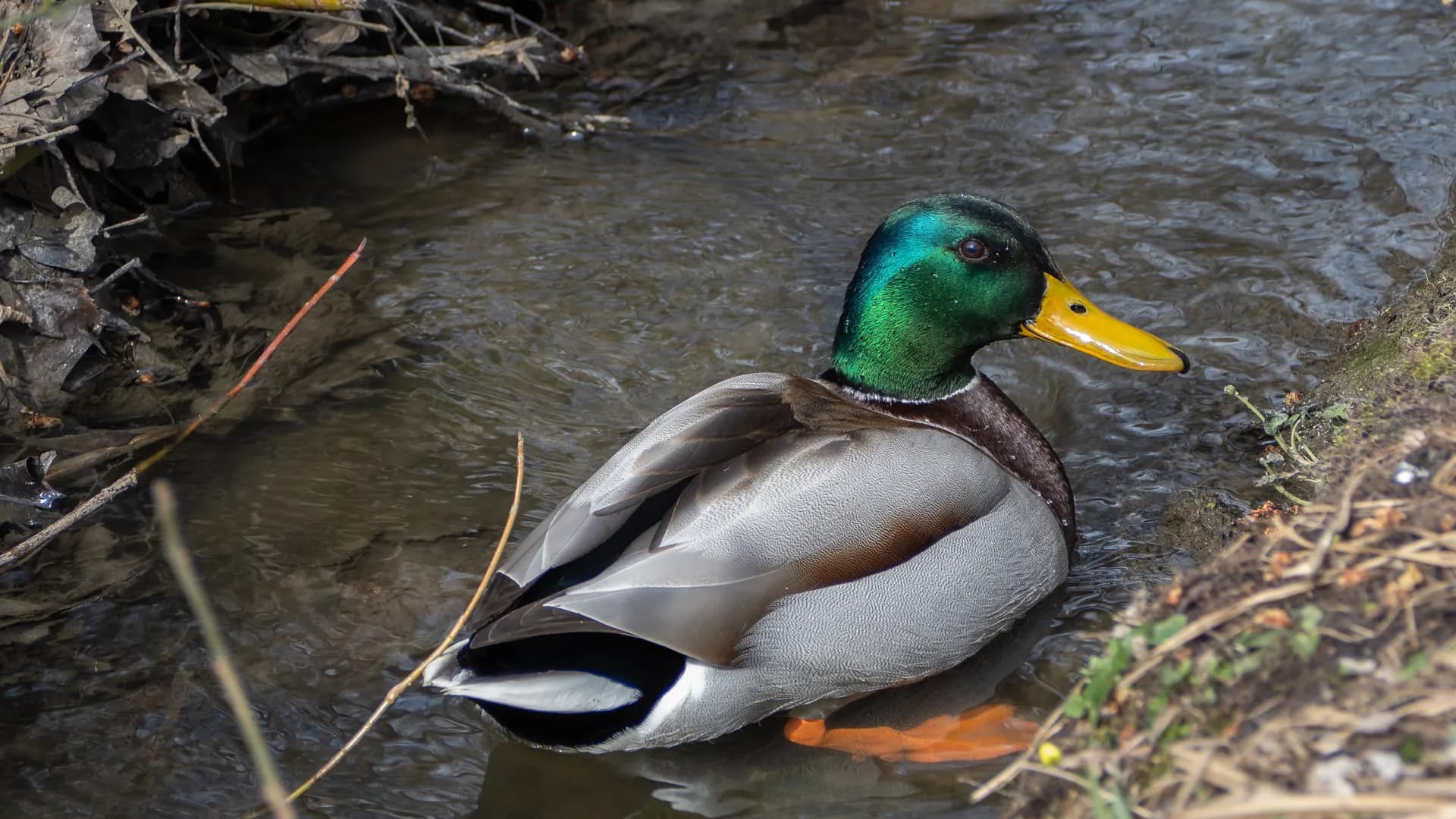 A mallard drake in a stream, its head feathers showing natural iridescence.