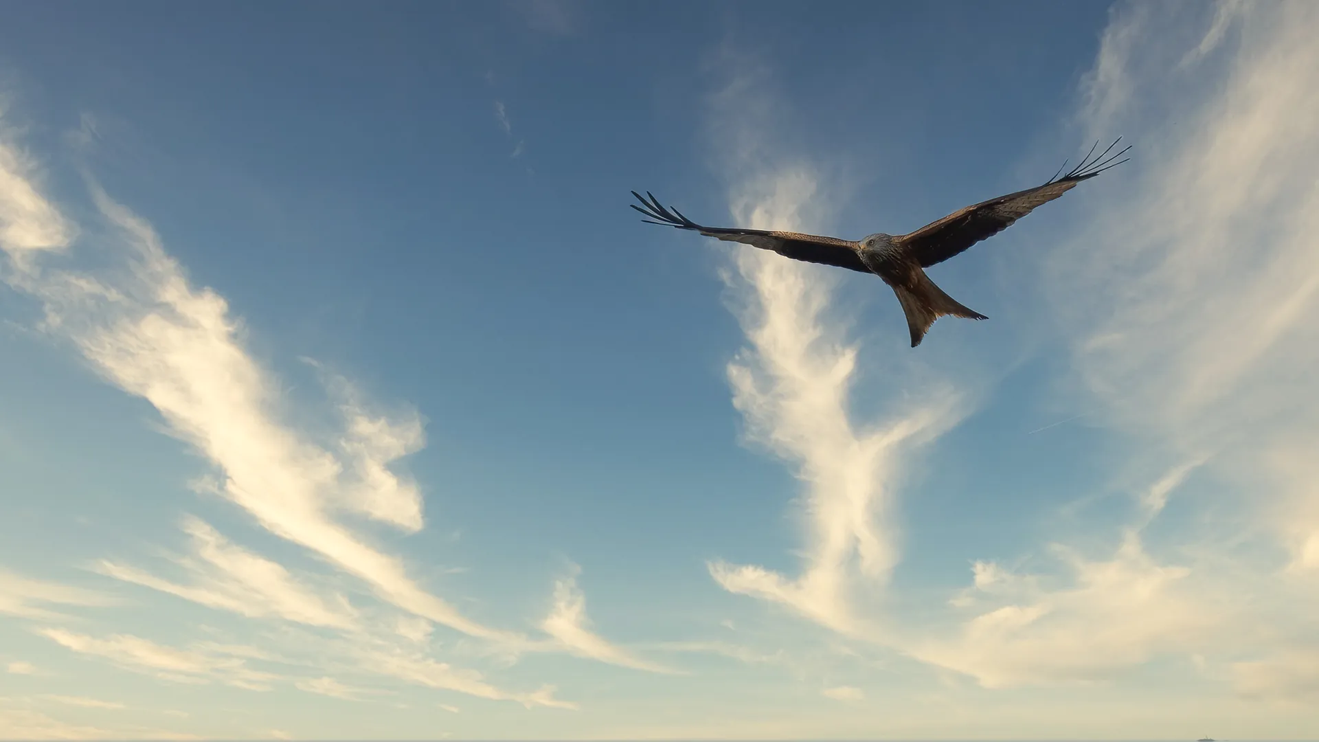 A red kite soaring against a clear sky.