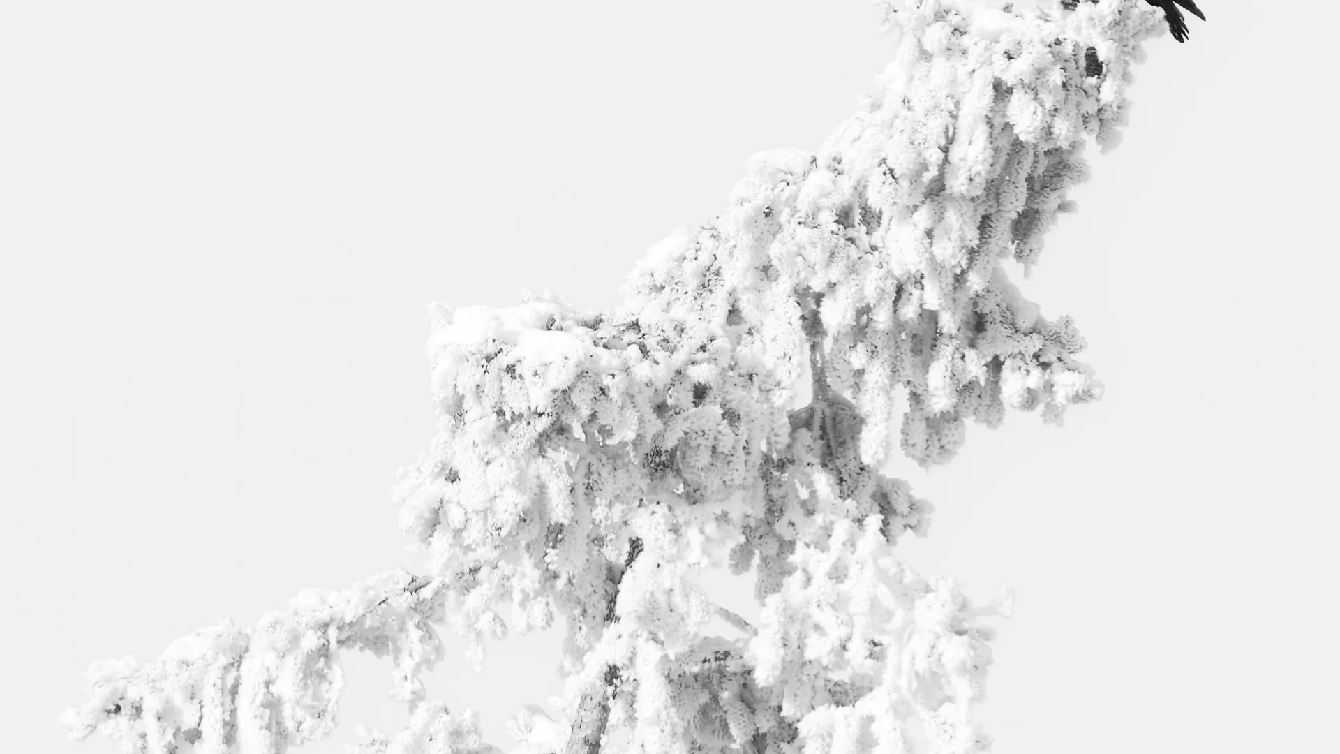A lone crow perched on a frosted treetop.