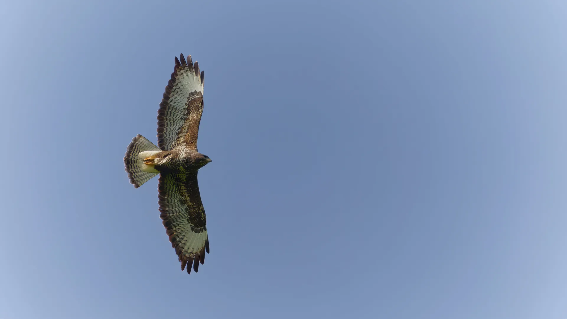 Ein Bussard im Flug vor blauem Himmel.