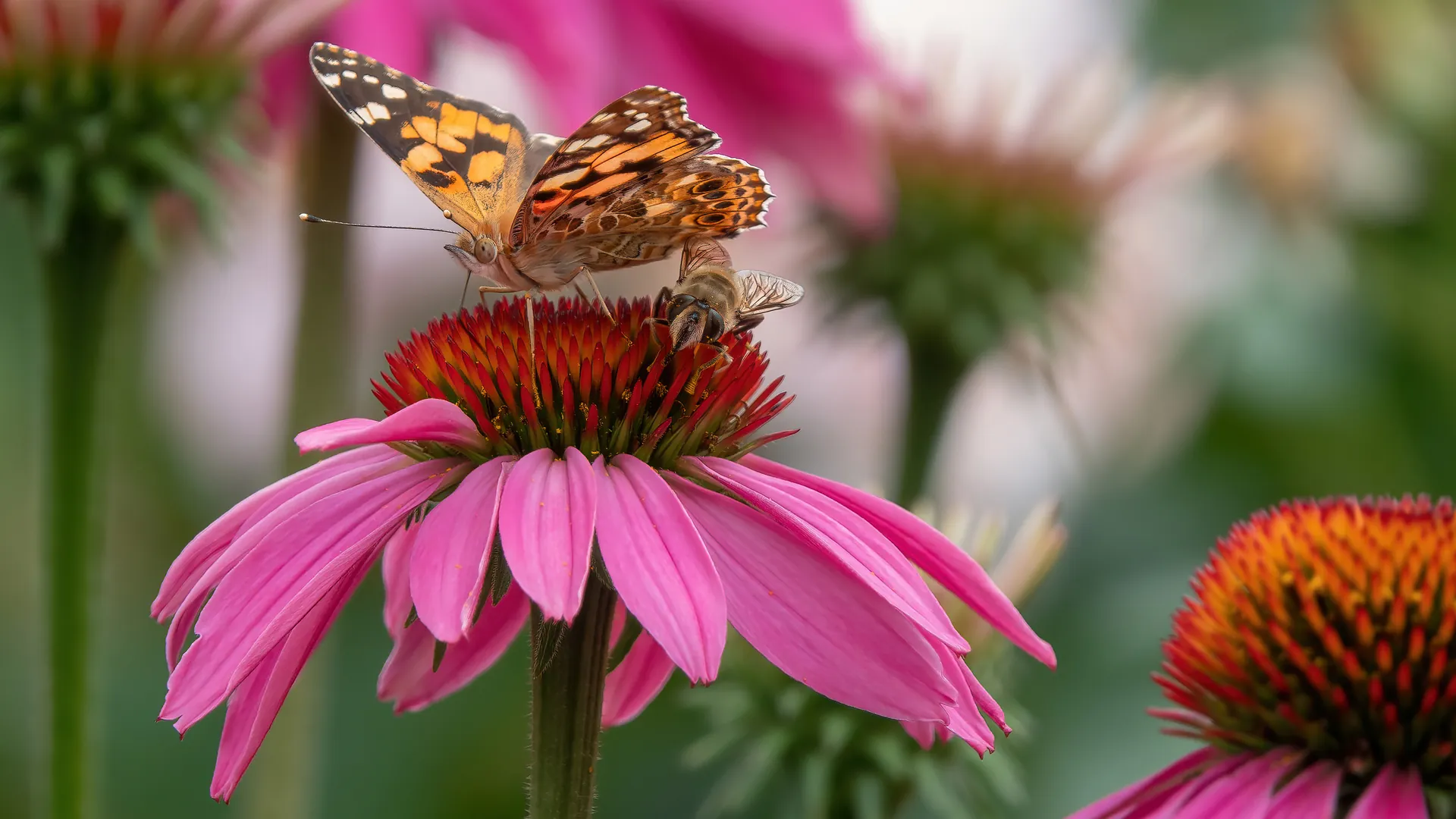 A butterfly and a bee sharing a coneflower.