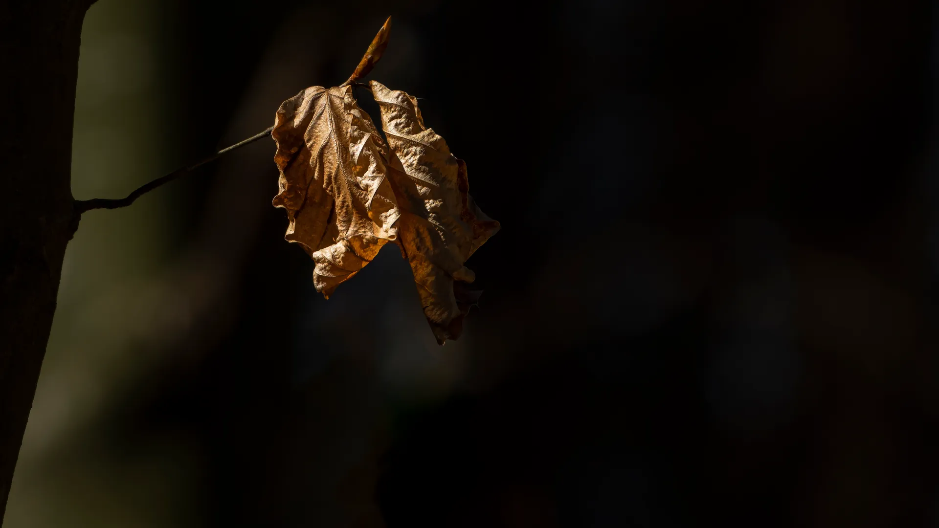 Ein durchleuchtetes trockenes Blatt vor Schwarz, minimalistisch und grafisch.