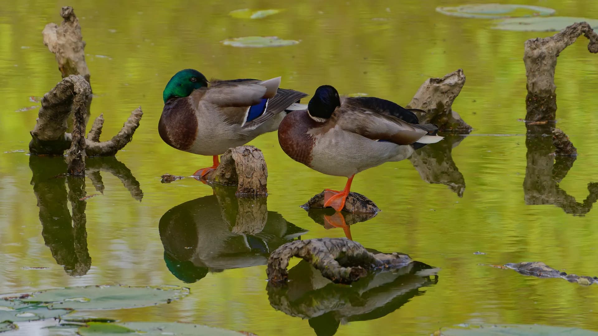 Zwei Stockenten, die sich im ruhigen Wasser spiegeln.