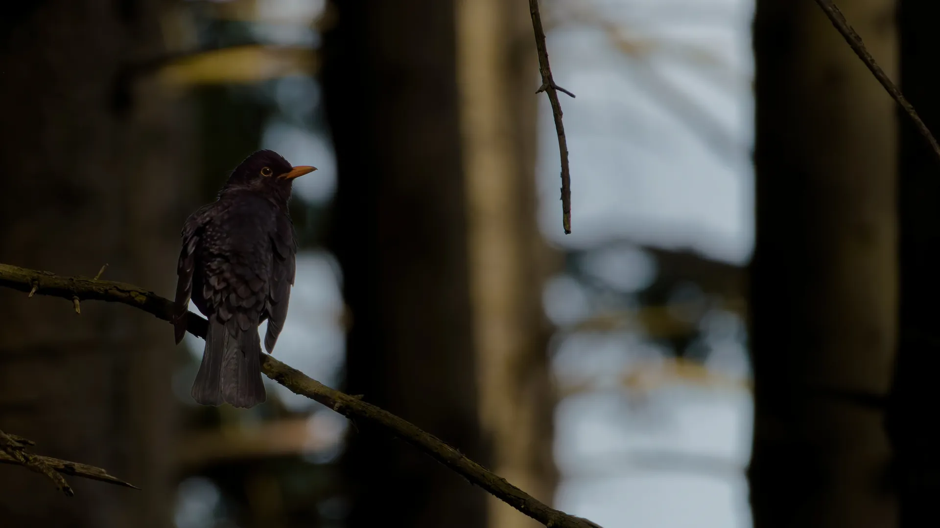 A blackbird in a moody forest with soft bokeh.