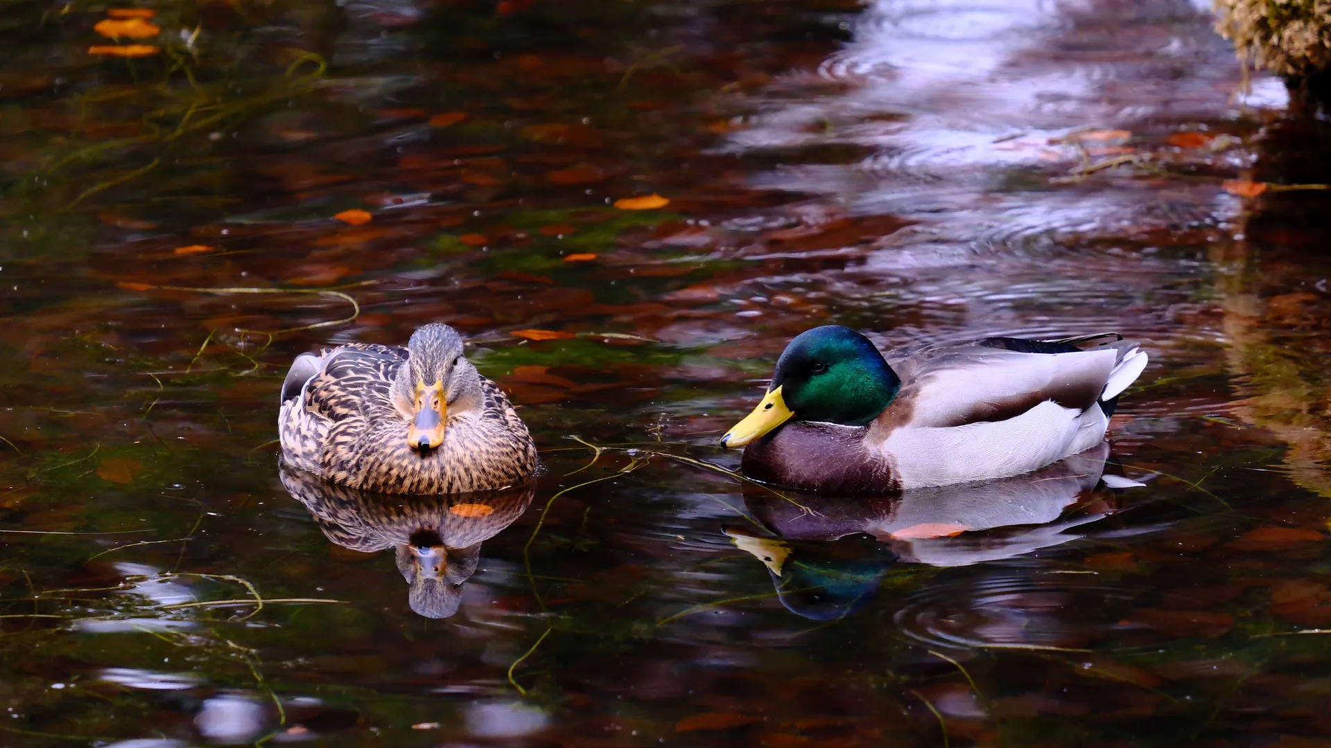 Stockenten mit spiegelglatten Reflexionen auf stillem Wasser.