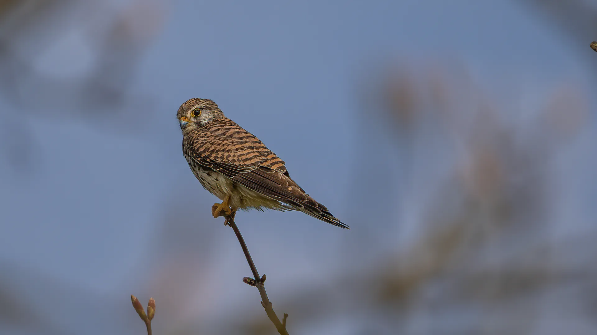 Ein Turmfalke auf einem Zweig, das Auge gestochen scharf mit Lichtreflex.