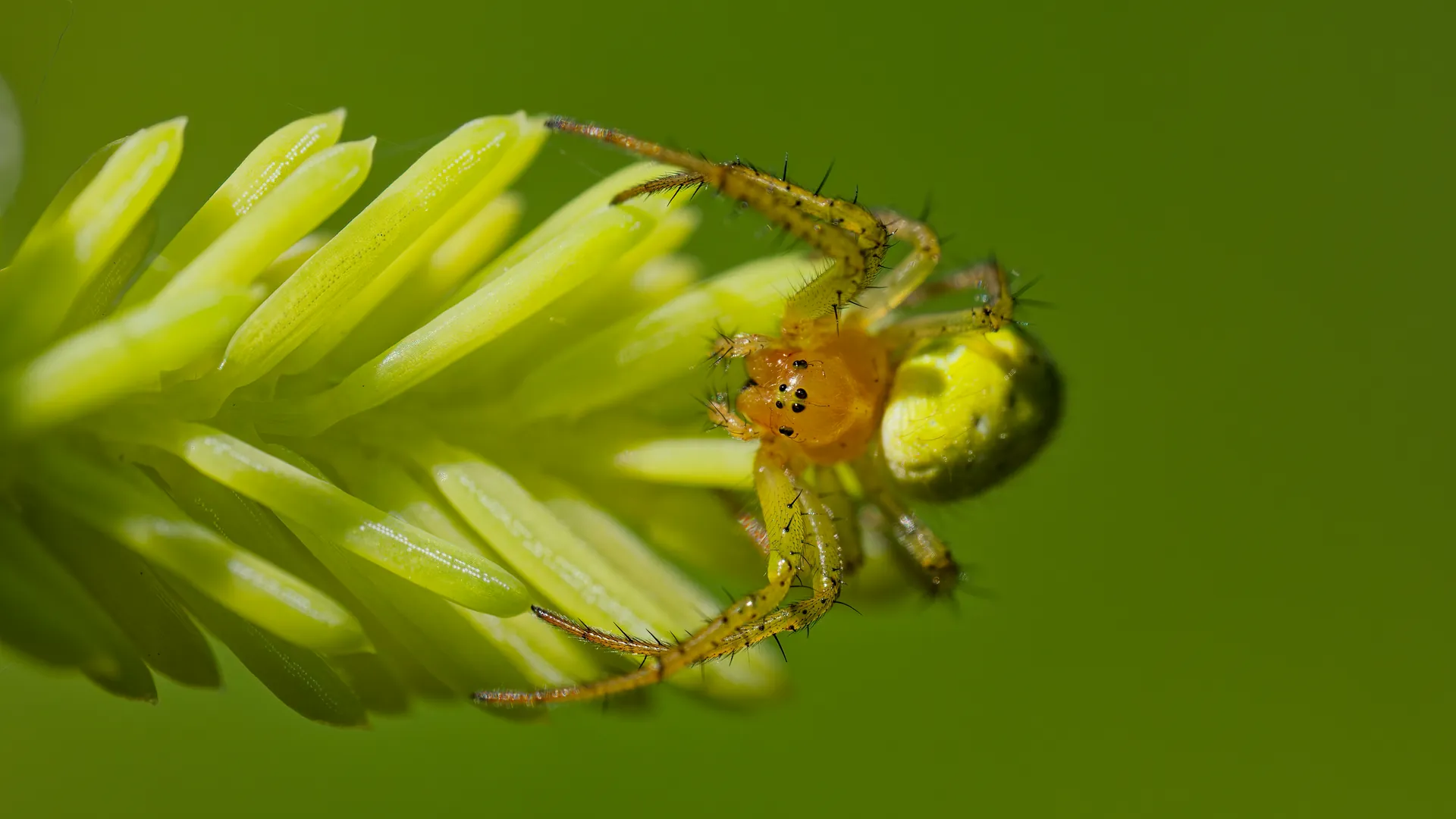 A green crab spider resting on flower buds.