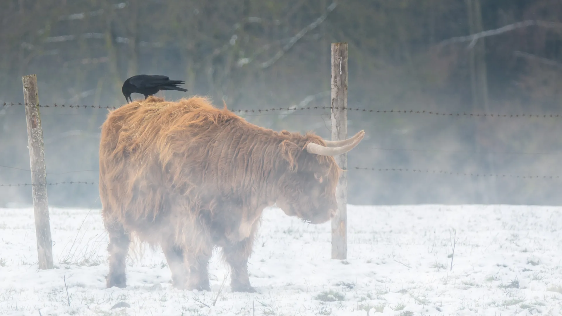 Ein Hochlandrind mit einer Krähe im verschneiten Nebel.