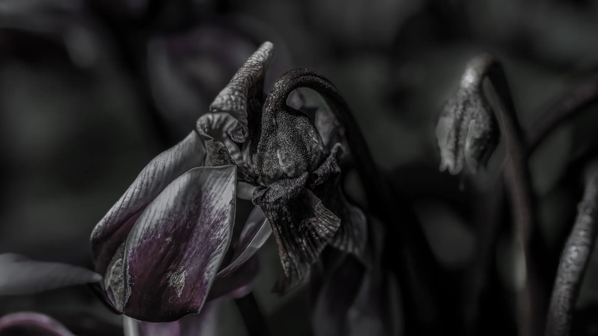 Dunkle, welke Blüten in einer malerischen Studie des Verfalls.