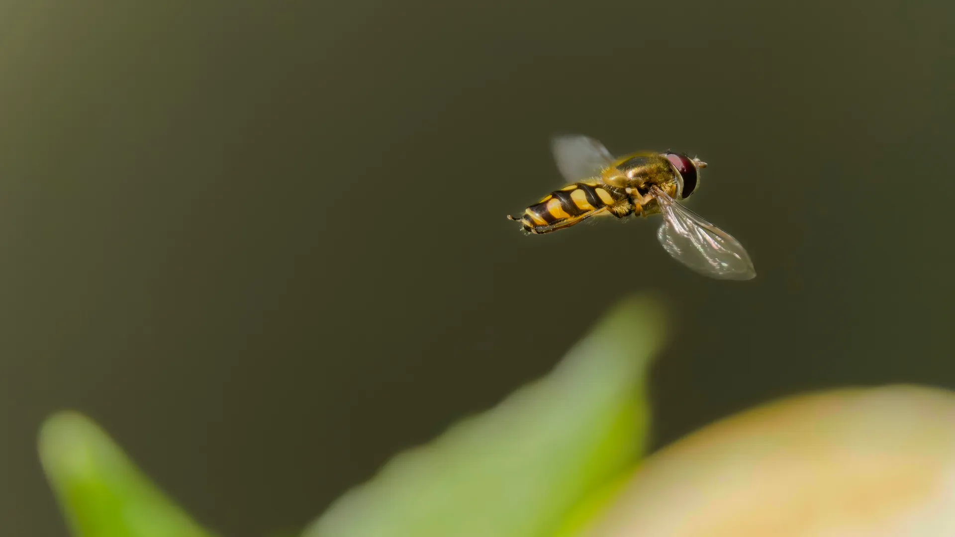 A hoverfly hovering against a muted backdrop.