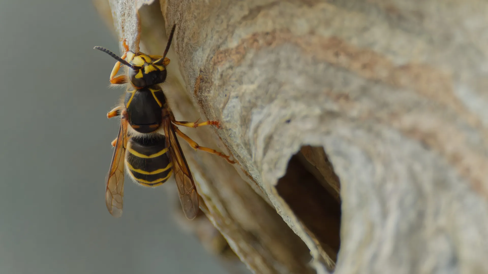 Eine Wespe im Seitenprofil vor der Struktur ihres Nests.