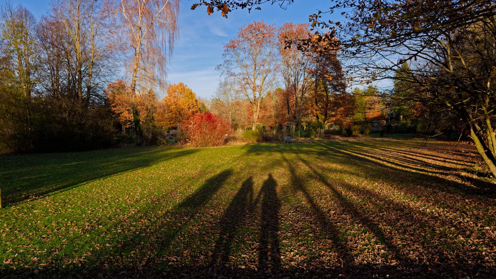 Ein Herbstpark zur goldenen Stunde mit langen Schatten.