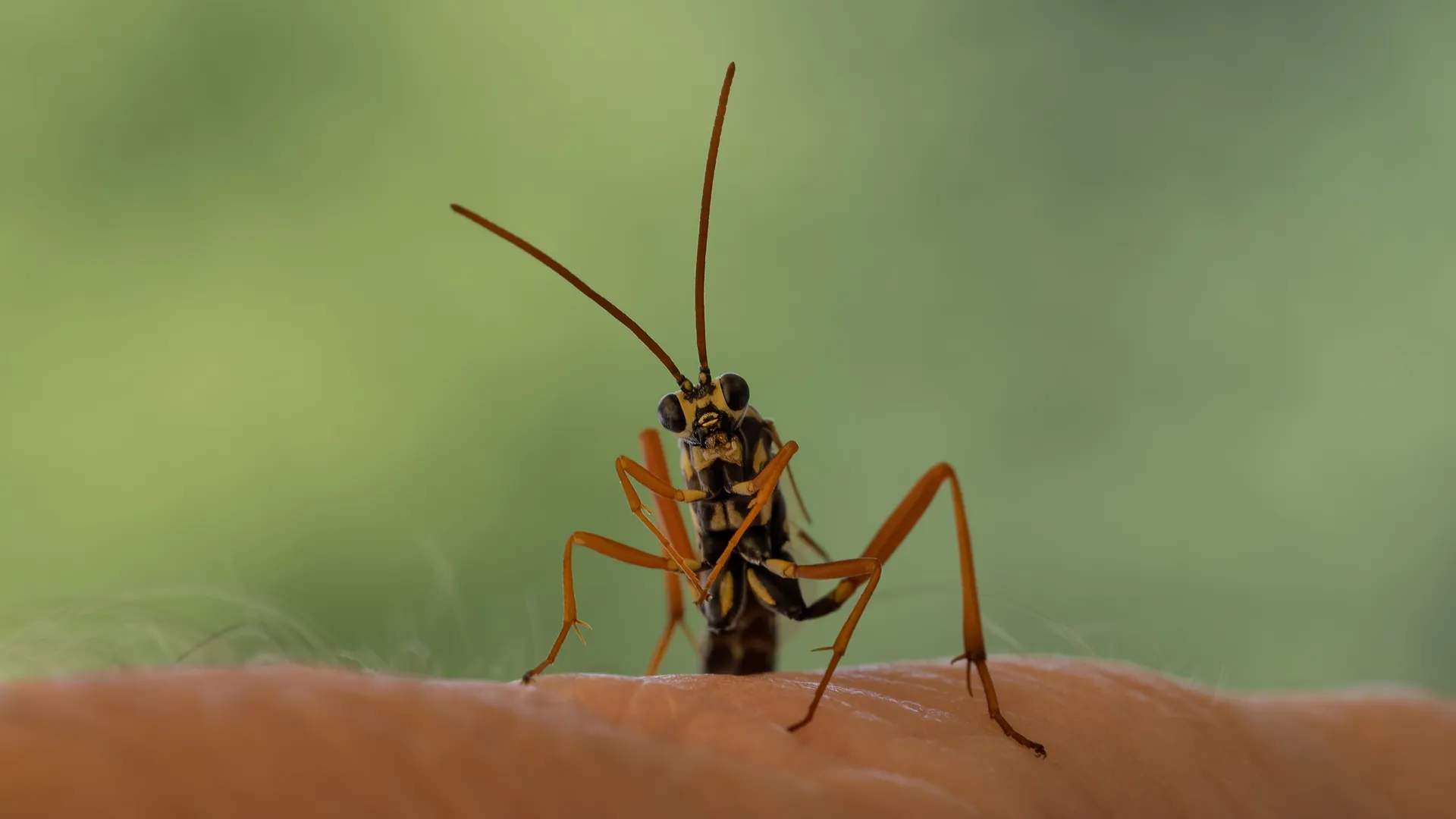 An ichneumon wasp seen head-on against soft green bokeh.
