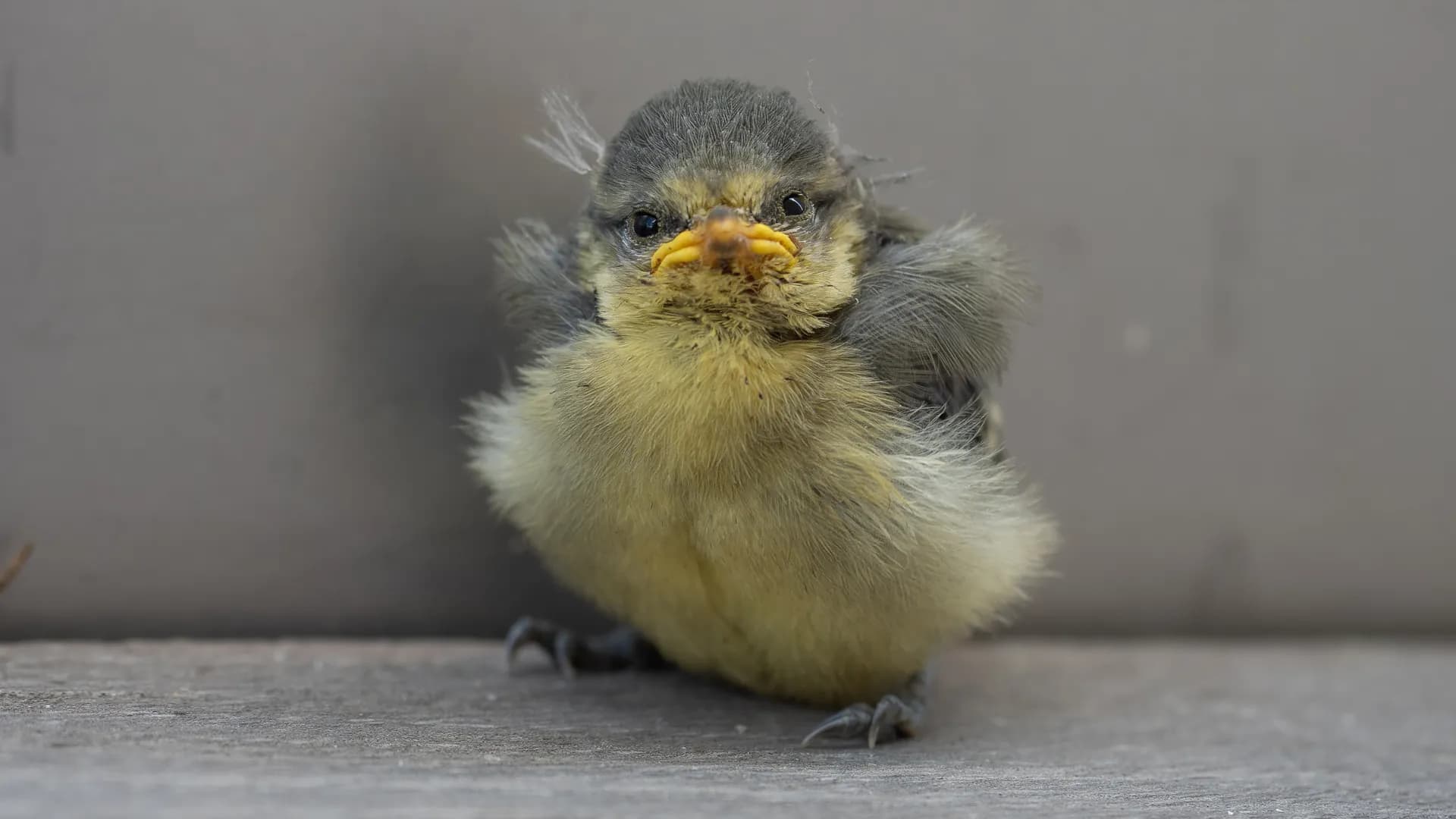 A fluffy fledgling with sharp, alert eyes.