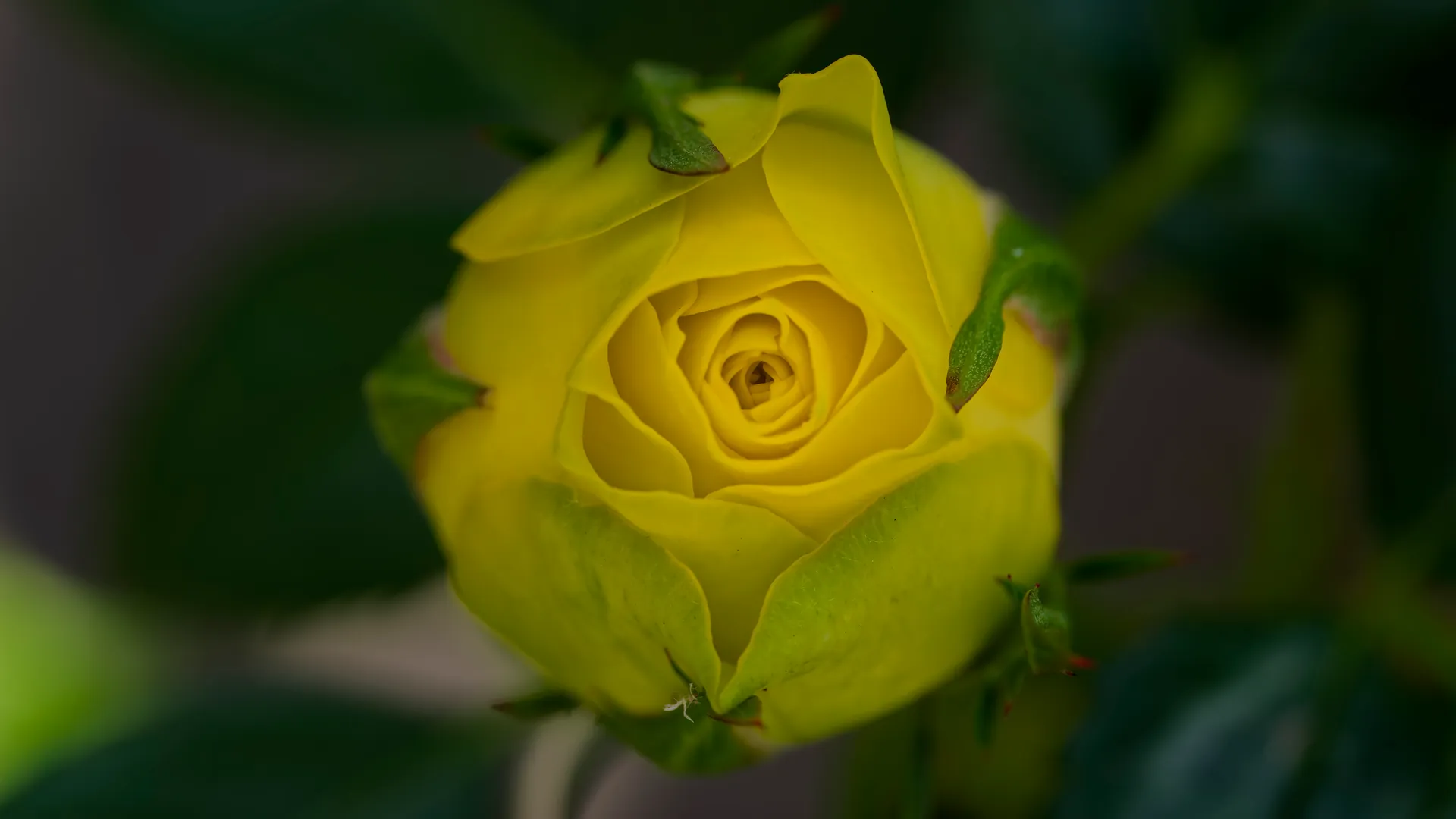 Eine gelbe Rosenknospe mit klarer Spirale.