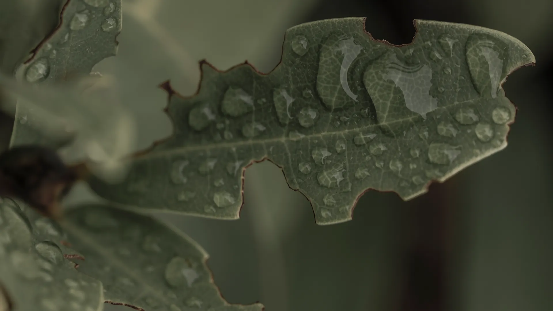 Ein angeknabbertes Blatt voller Wassertropfen, reich strukturiert.