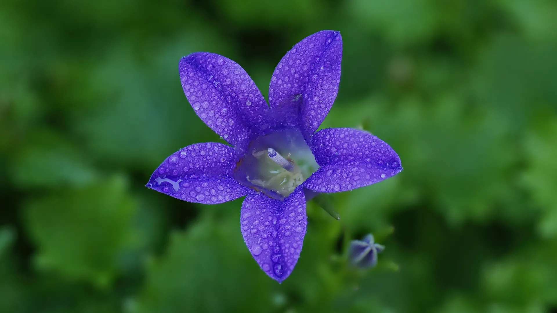 Eine taubedeckte violette Glockenblume.