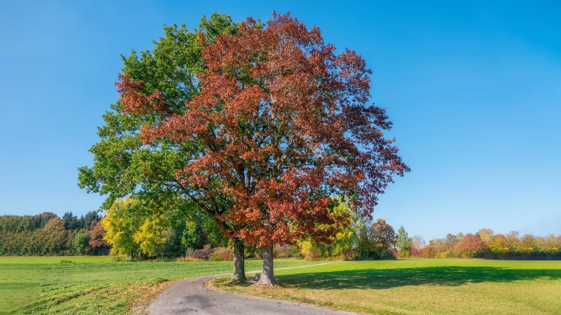 Eine einzelne Eiche im Herbstlaub unter tiefblauem Himmel.