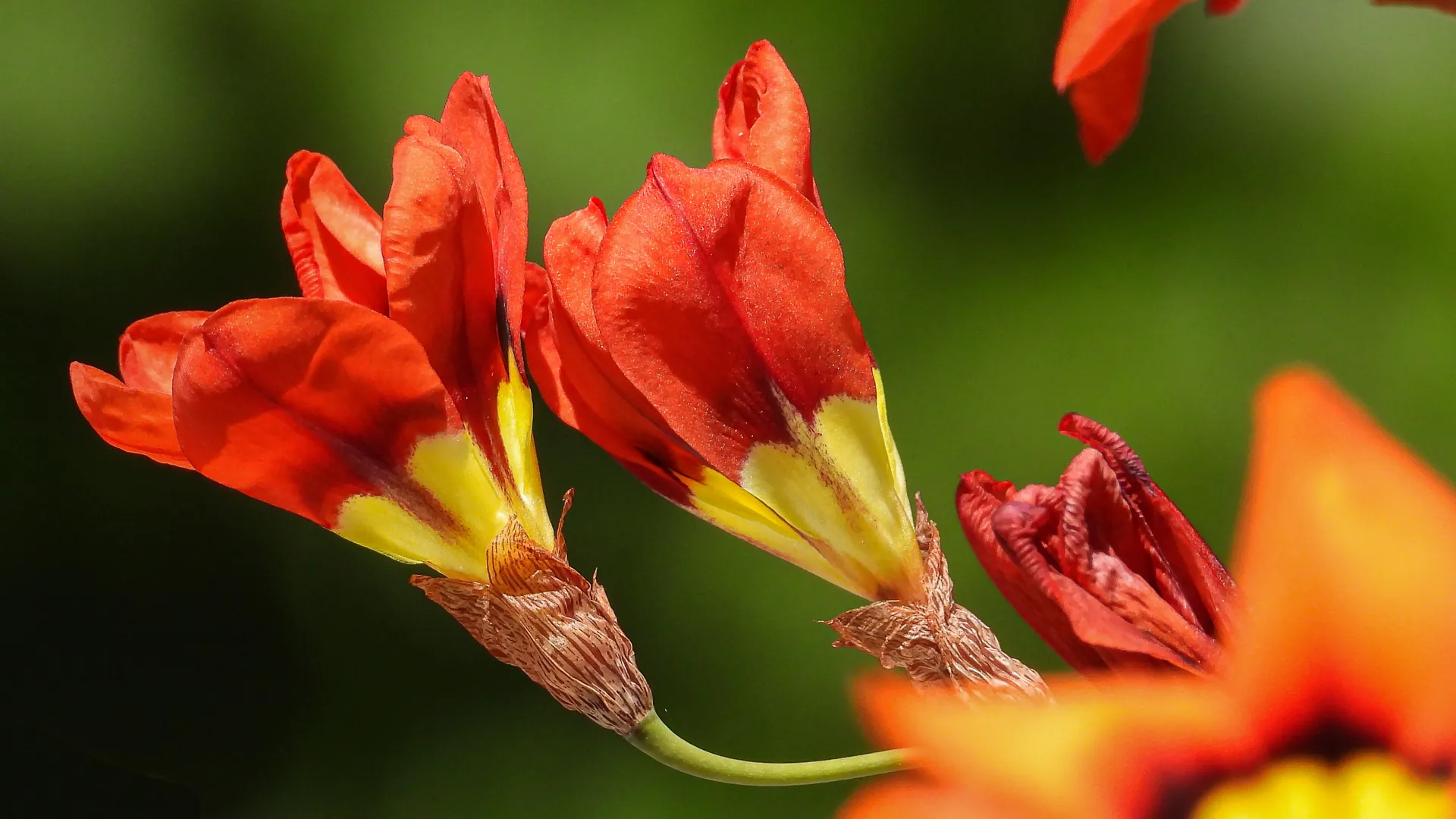 Eine rote Montbretienblüte in Nahaufnahme mit natürlicher Farbe.