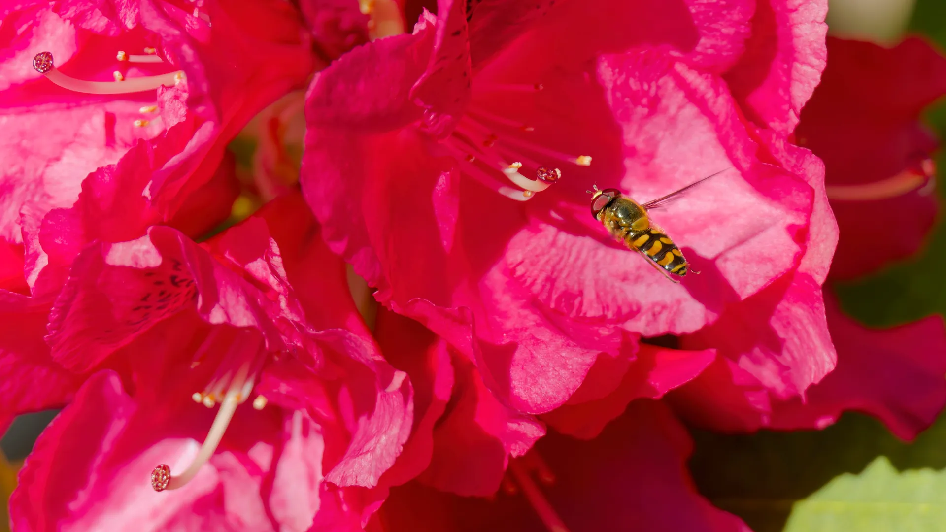 A hoverfly resting on electric-pink blossoms.