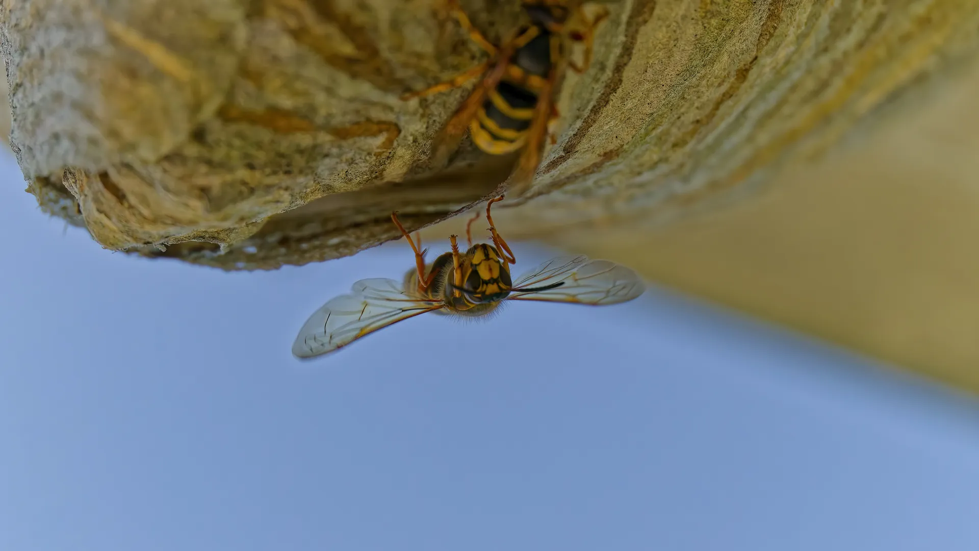 Eine Wespe unter ihrem Nest mit weit gespreizten Flügeln.