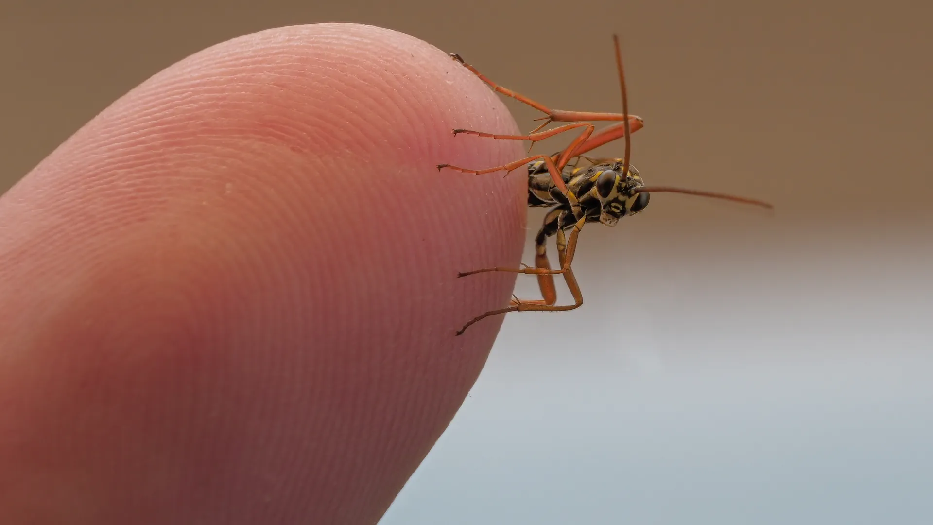 An ichneumon wasp resting on a fingertip, the background falling out of focus.
