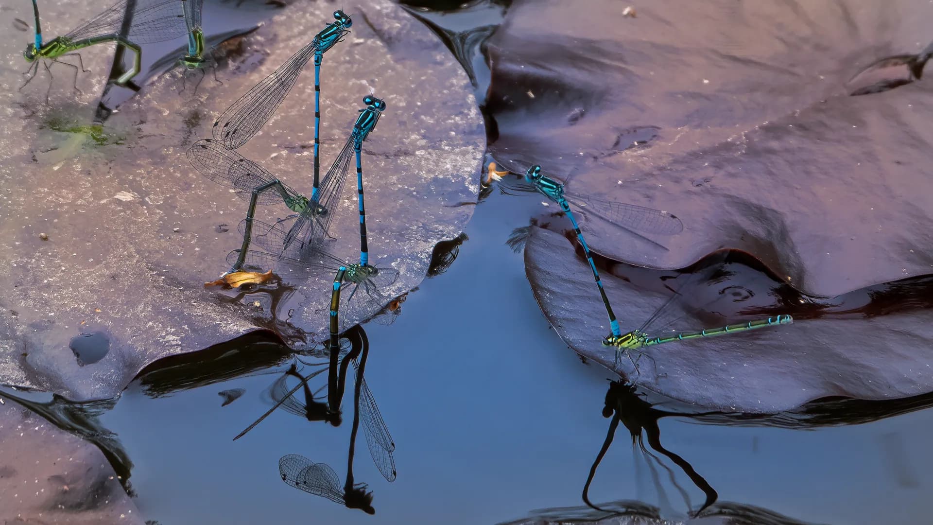 Zwei blaue Kleinlibellen auf Seerosenblättern.