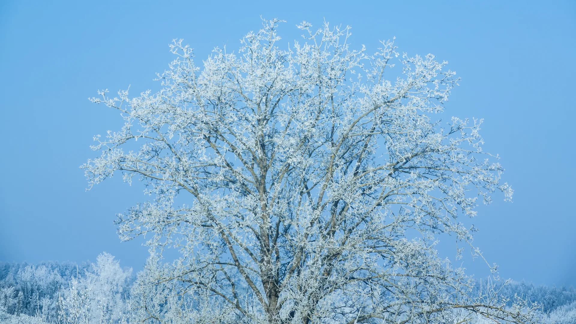 Ein raureifbedeckter Baum in kühlem blauem Winterlicht.