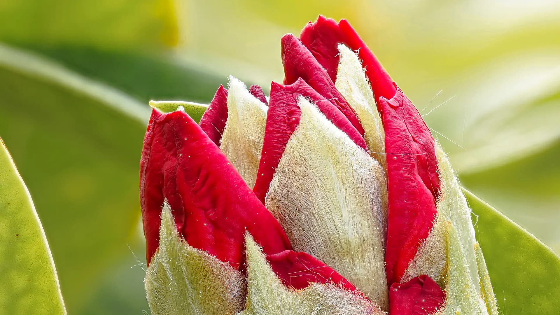 A backlit rhododendron bud against green bokeh.