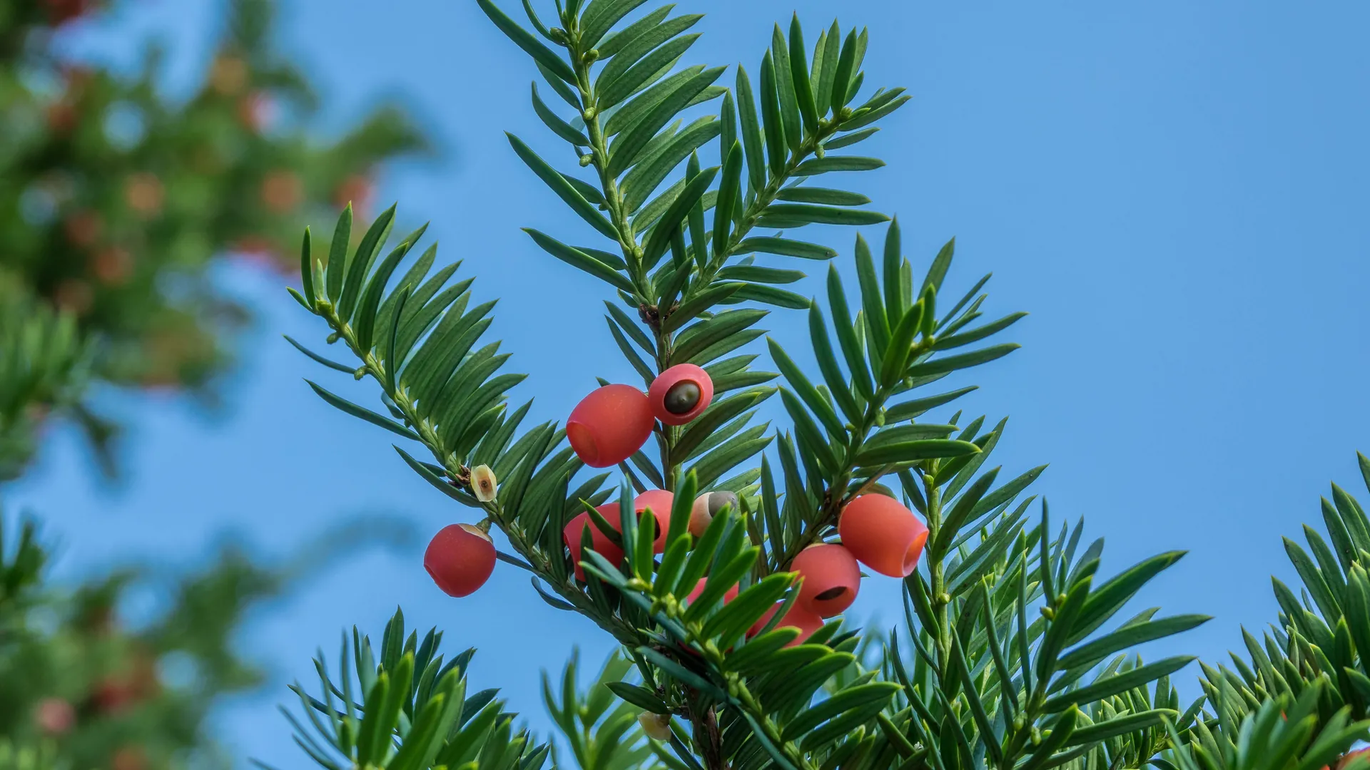 Red yew berries against a blue sky.