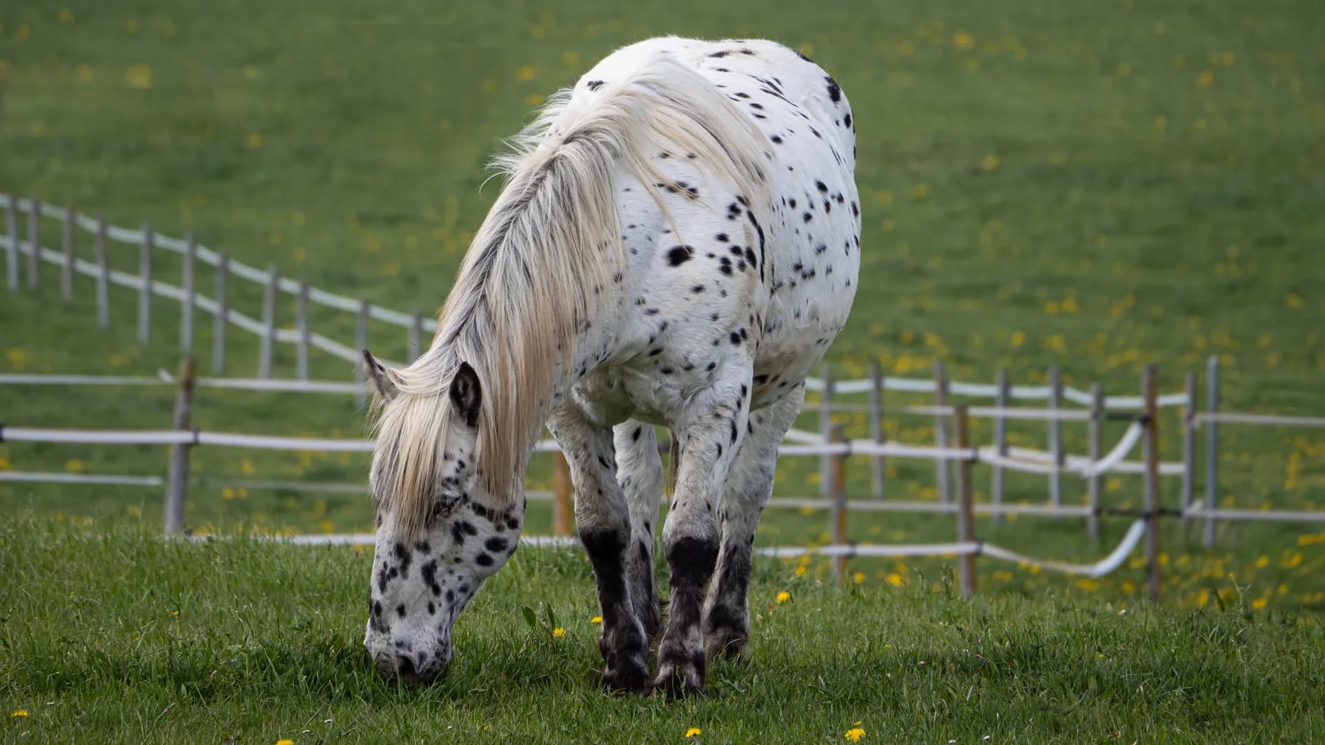 An Appaloosa horse grazing on a pasture under even overcast light.