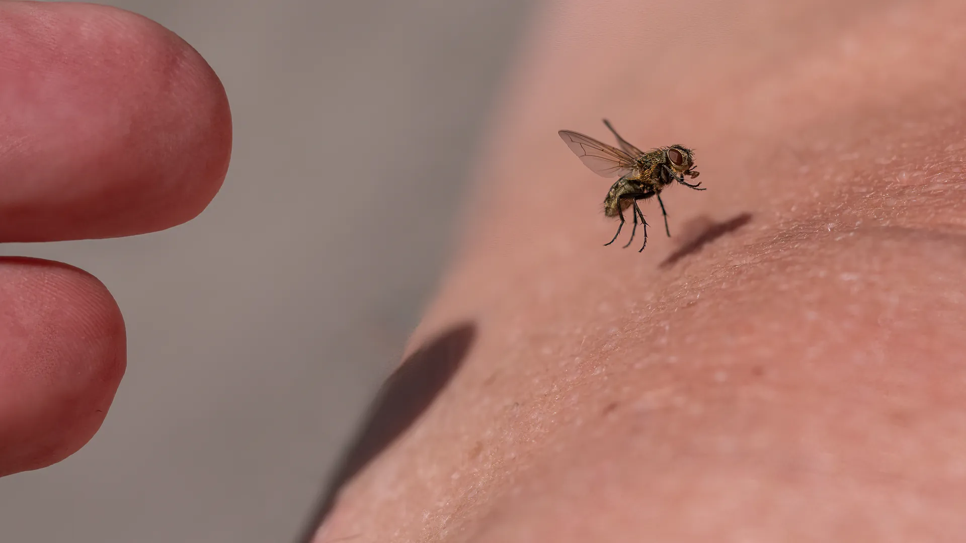Eine Fliege im Flug, ihr Schatten passt zur Lichtrichtung.