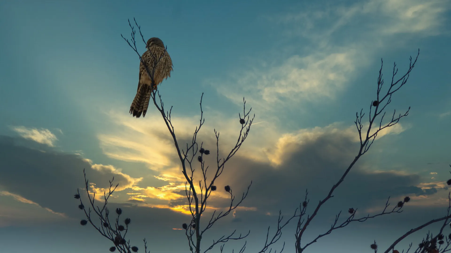 A kestrel perched at sunset, backlit by the low sun.