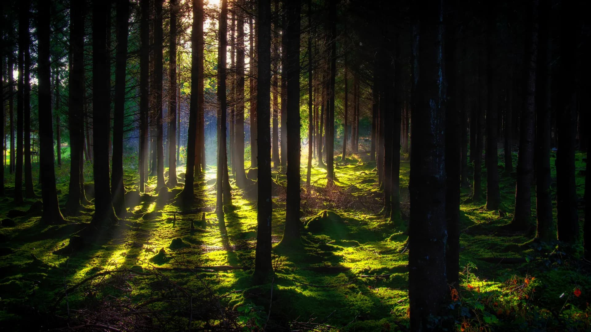 Sonnenstrahlen brechen durch einen nebligen Kiefernwald.